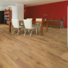 Lucerne oak 3784